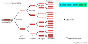 Nested RT-PCR-PDF