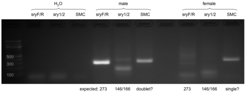 Sex genotyping of mice-PDF