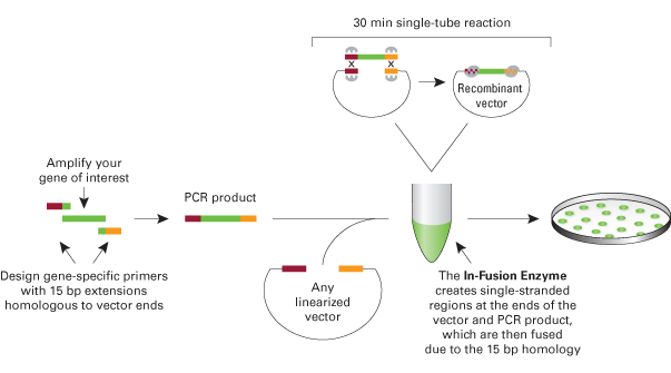 In-fusion biobrick assembly-PDF